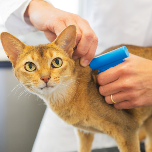 Orange cat being microchipped by veterinarian